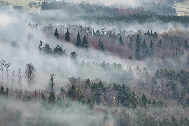 Cryptic Forest